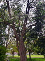 Scandosorbus intermedia