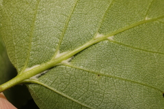 Eriophyes leionotus
