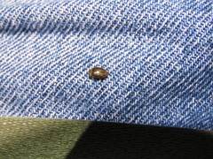 Laccophilus spangleri