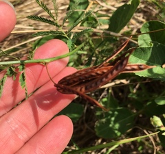 Desmanthus acuminatus