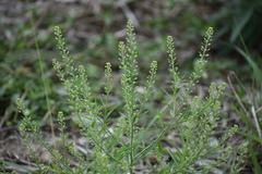 Lepidium austrinum