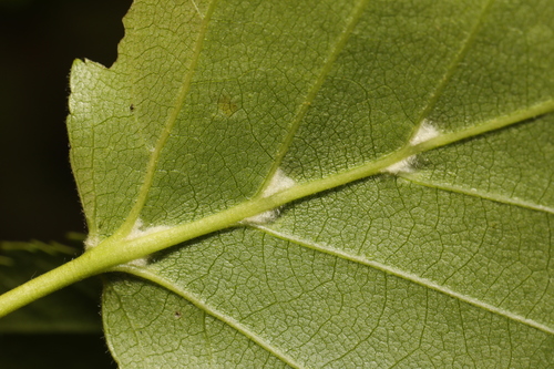 Eriophyes leionotus