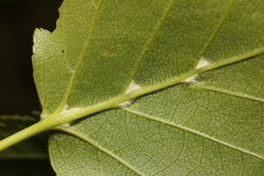 Eriophyes leionotus