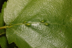 Eriophyes leionotus