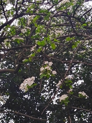 Scandosorbus intermedia