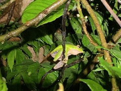 Zhangixalus prasinatus