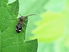 Psenocerus supernotatus