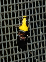 Rectiostoma xanthobasis