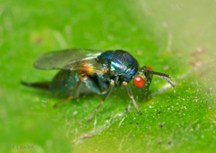 Ormyrus nitidulus