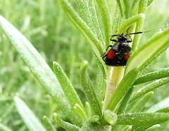 Deraeocoris rutilus