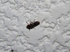 Homalodisca ichthyocephala