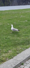 Larus michahellis