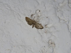 Geometridae