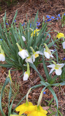 Narcissus pseudonarcissus