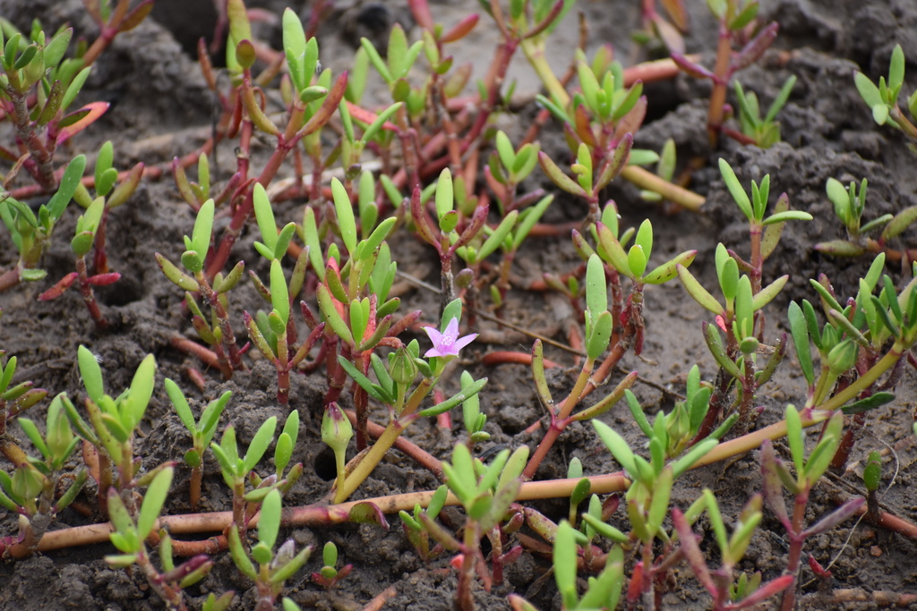Sesuvium sessile