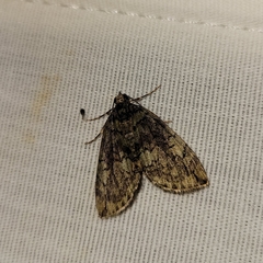 Hydriomena transfigurata