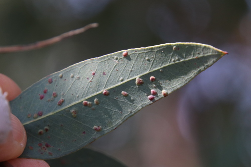 Australian Eucalyptus Leafgall Wasp photo 6