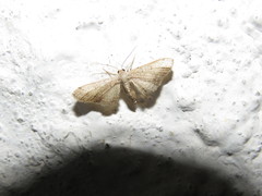 Geometridae