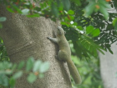 Callosciurus caniceps