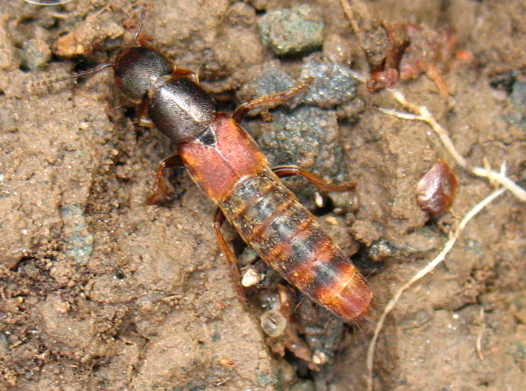 Cinnamon Rove Beetle