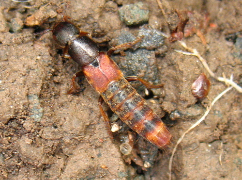 Cinnamon Rove Beetle