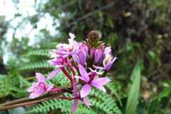Epidendrum arachnoglossum