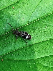 Psenocerus supernotatus