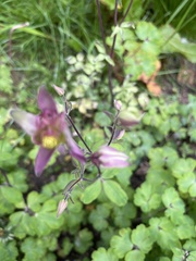 Aquilegia vulgaris