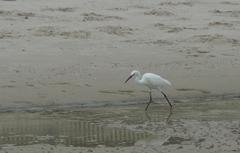 Egretta garzetta
