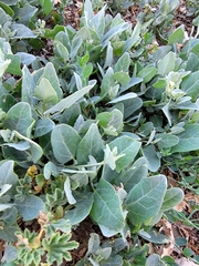 Atriplex lentiformis