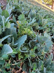 Atriplex lentiformis