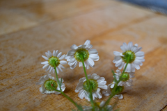 Matricaria chamomilla