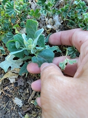 Atriplex lentiformis