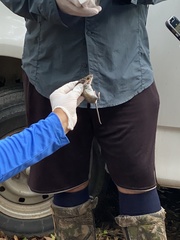 Peromyscus gossypinus