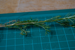 Matricaria chamomilla