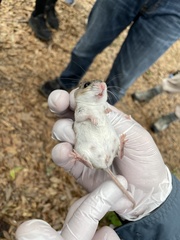 Podomys floridanus