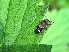 Psenocerus supernotatus