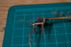 Matricaria chamomilla