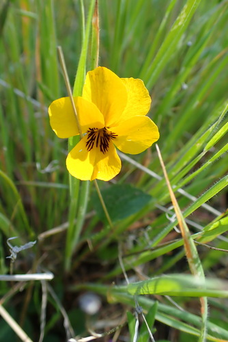 iNaturalist observation photo of California Golden Violet