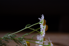 Matricaria chamomilla