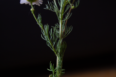 Matricaria chamomilla