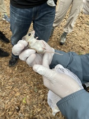 Podomys floridanus