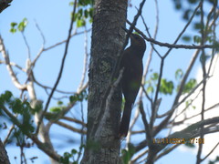 Dendrocolaptes sanctithomae