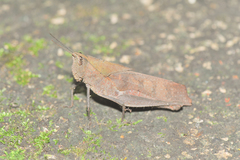 Colpolopha latipennis