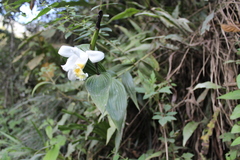 Sobralia virginalis