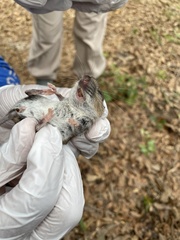 Peromyscus gossypinus
