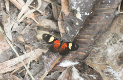 Castilia perilla