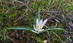 Colchicum androcymbioides