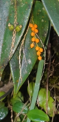 Pleurothallis truncata