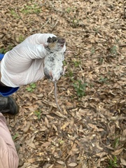 Peromyscus gossypinus